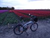 DSC04055a.jpg (73.47 KiB) 9210 mal betrachtet Blumen zum "Geburtstag"